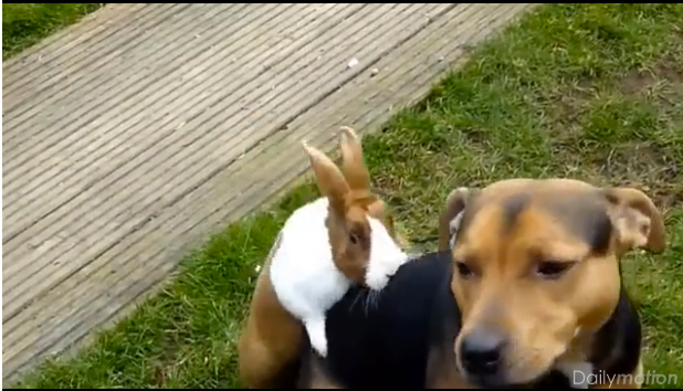 (Vidéo) Ce lapin qui viole un chien. Regardez