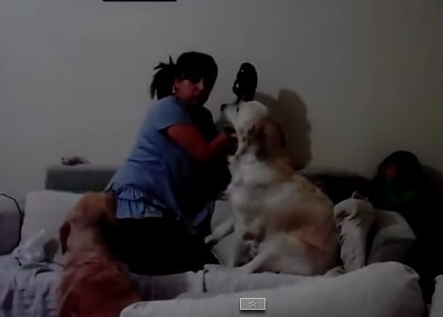 Vidéo: un chien protège un enfant battu par sa mère. Regardez