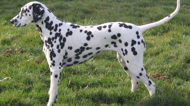 chien-dalmatien