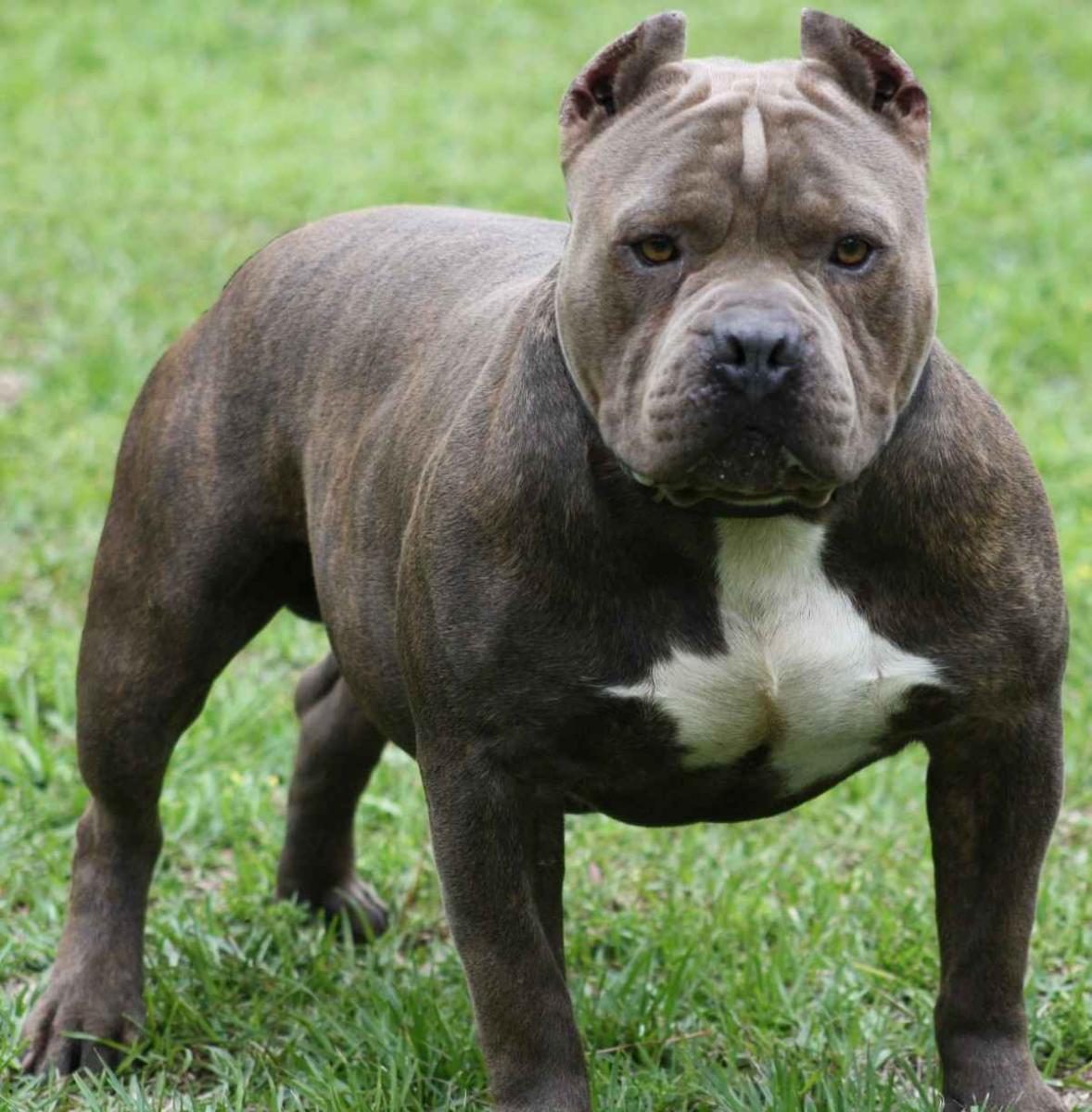 Pikine : Un pitbull défigure un talibé…