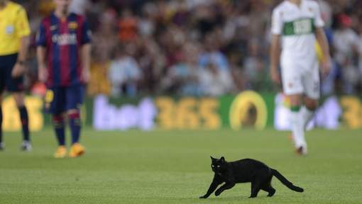 4 photos-Les « Xons » du Barça: Un chat noir au Camp Nou