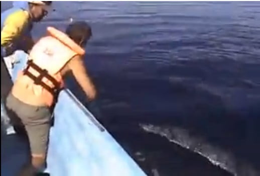 Vidéo: il s’approche d’une baleine et va faire une découverte choquante. Regardez