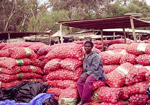 La réouverture des importations de l’oignon prévue aujourd’hui