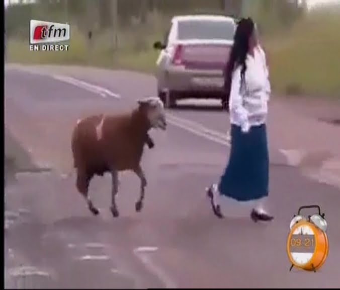 Video: un mouton sème la terreur dans la rue au Brésil.Regardez