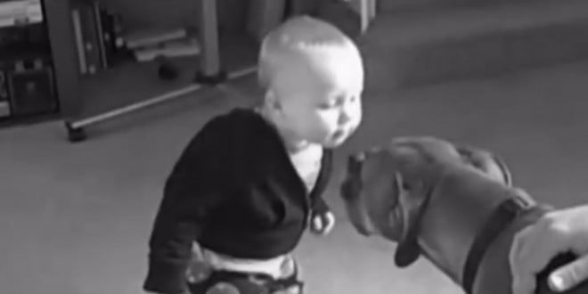 Vidéo-Insolite : Des bébés et des chiens s’embrassent pour la première fois