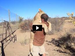 Vidéo : Un lion en manque de câlins saute dans les bras d’un homme-Regardez…