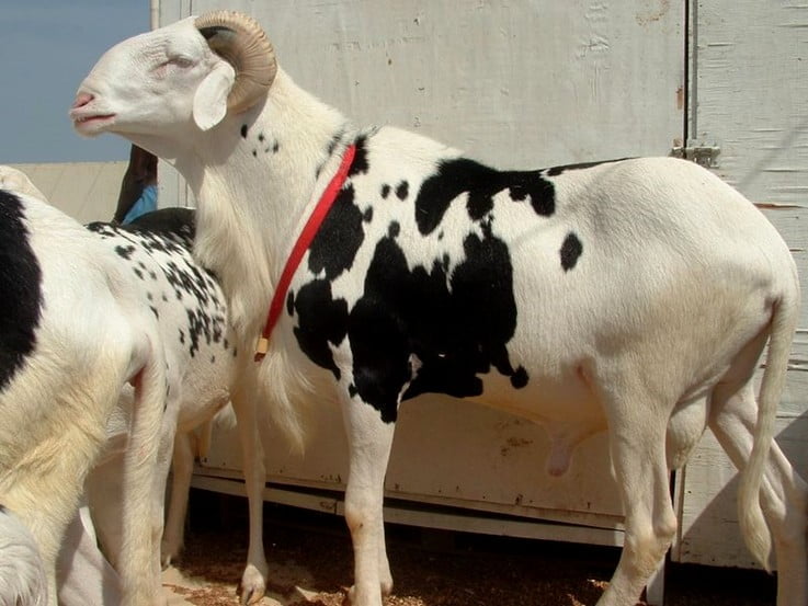 Les professionnels du bétail précisent: « Il n’y aura pas de pénurie de moutons pour la Tabaski »