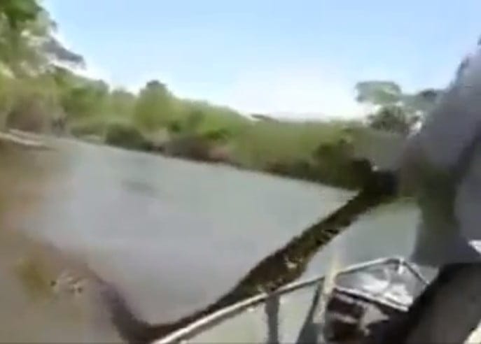 Vidéo: Il saisit un anaconda geant en pleine digestion. Regardez