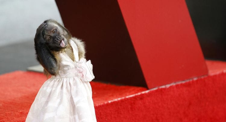 Hollywood : Un singe touche un salaire de 108 mille dollars