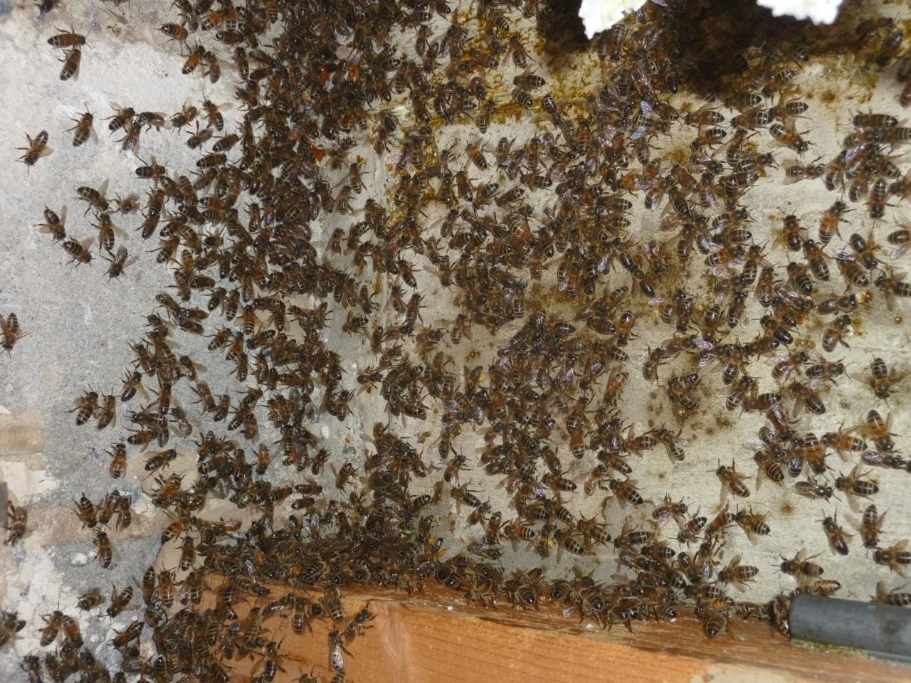Une attaque d’abeilles a fait un mort et plusieurs blessés à Thiès