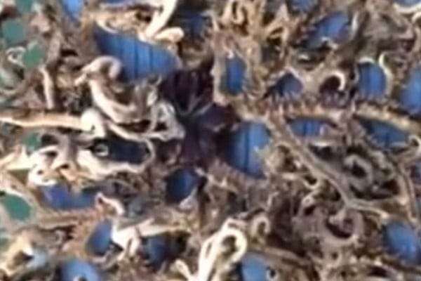 Vidéo: Quelle est cette mystérieuse créature de mer? Regardez: