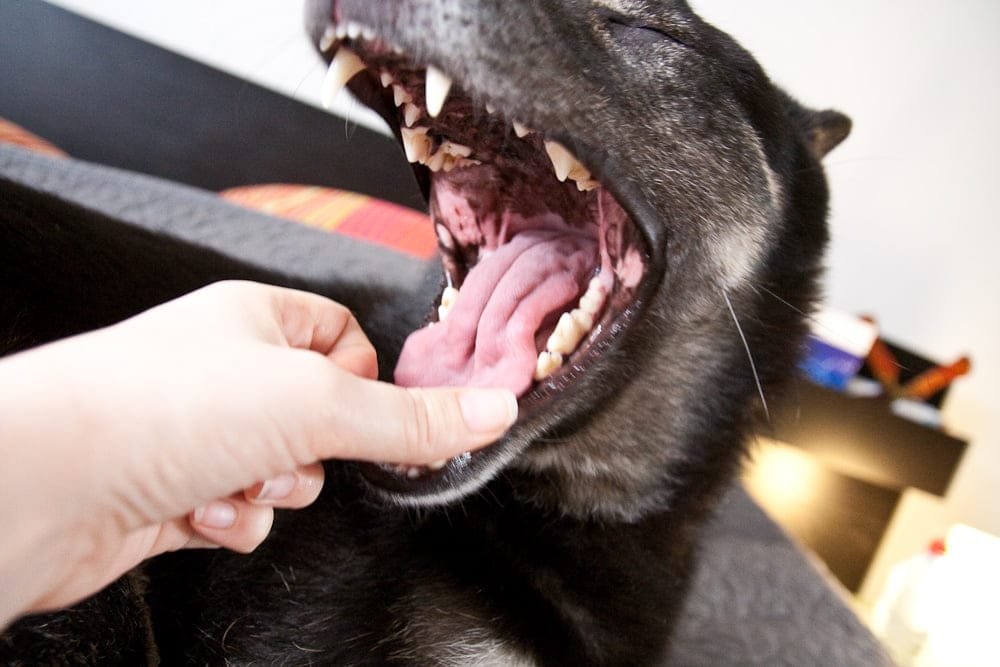 Vidéo: Ce qu’il arrive quand on embête trop un chien