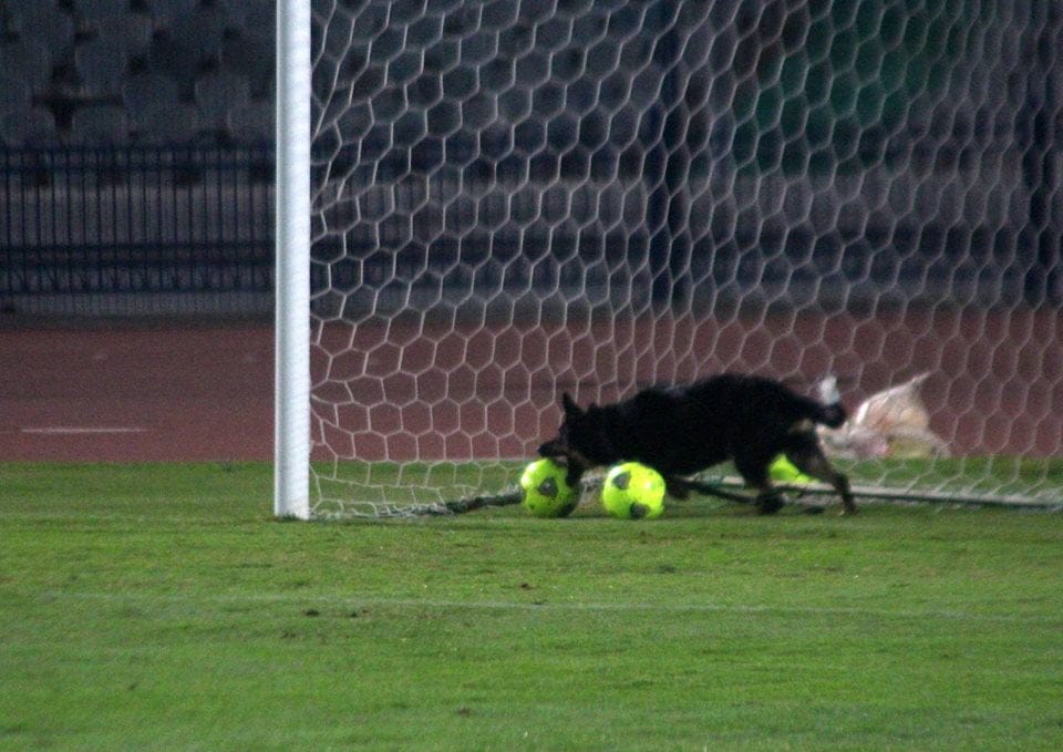 Egypte / Sénégal: Guerre des nerfs, Un agent lâche son chien sur les Lions