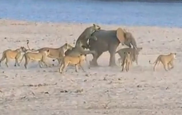 Vidéo: un éléphanteau survit à l&rsquo;attaque d&rsquo;une meute de lionnes… Regardez