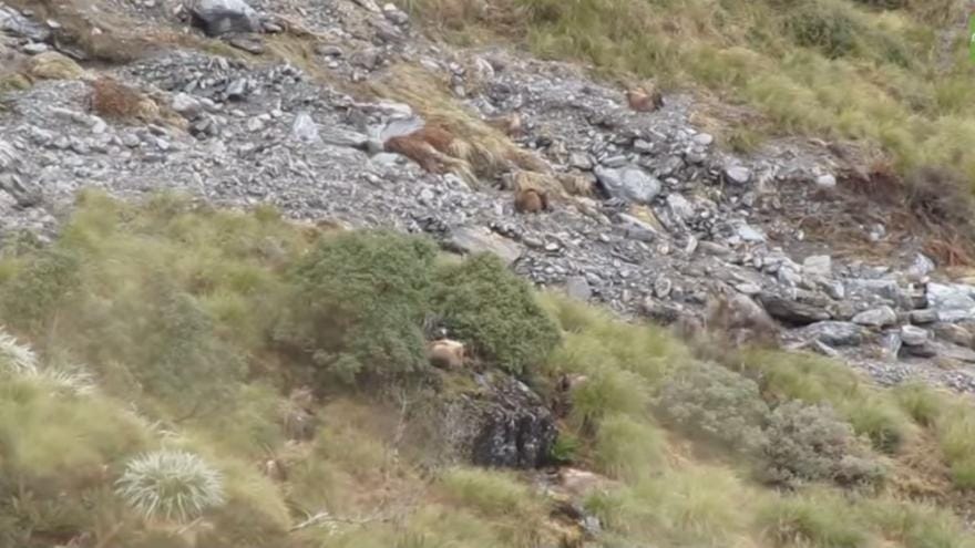 Vidéo insolite-Regardez le grand talent de camouflage de cet animal