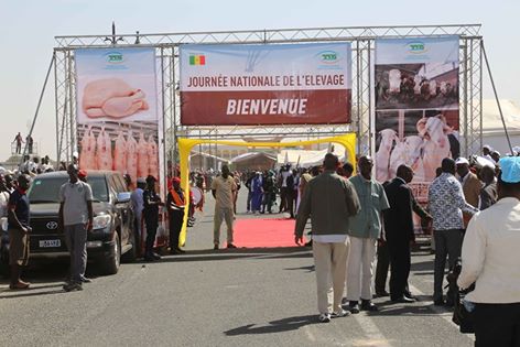 Journée nationale de l’élevage : L’inorganisation irrite Macky Sall
