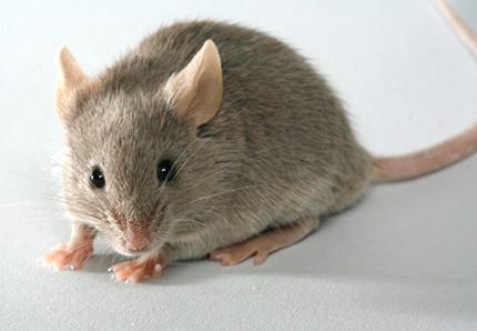 Procès Karim Wade: La souris, les Peuls et les Sérères…