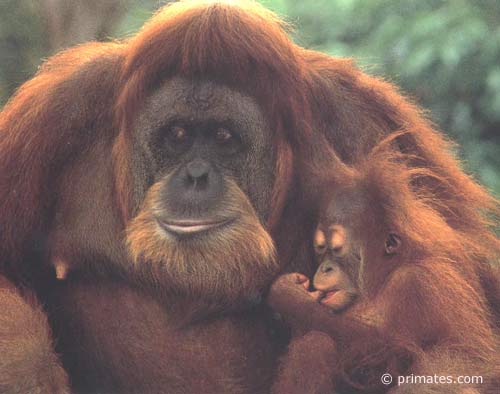 Des chercheurs ont remonté la piste du Sida: Il nous vient des grands singes