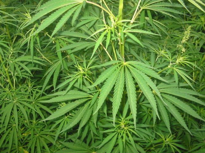 Le Sénégal, un grand producteur de cannabis en Afrique…….