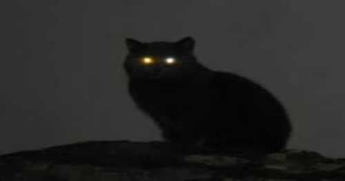 Un chat gris-noir sème la terreur et mord des fillettes: Les populations le brûlent vif