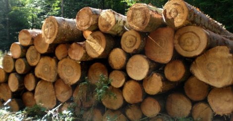 Vélingara : le fils chef du village de PK12 tué par des braconniers qui coupaient des arbres