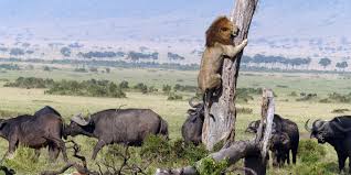lionf1