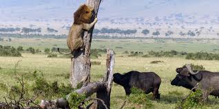 lionf2