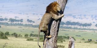 lionf3