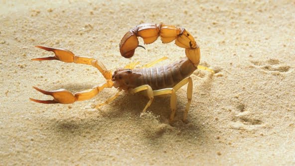 Ndiagne ( Louga) : un scorpion tue une fillette de 5 ans.