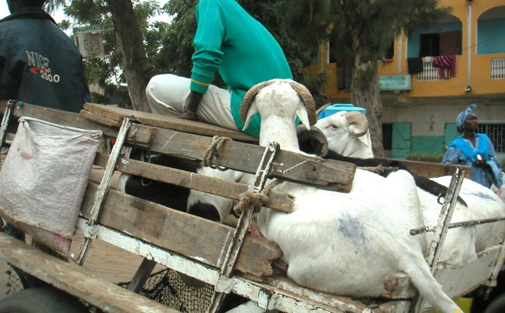 Les voleurs dérobent les moutons de Tabaski de l’adjoint au sous-préfet de Sagatta