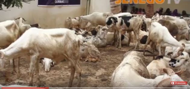 Senego TV: Moutons, vêtements de Tabaski… de Human appeal international