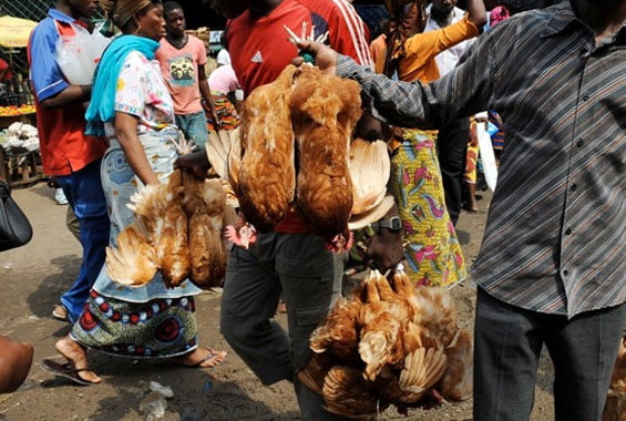 Kaolack : Un Baye Guinar arrêté avec des poulets pourris