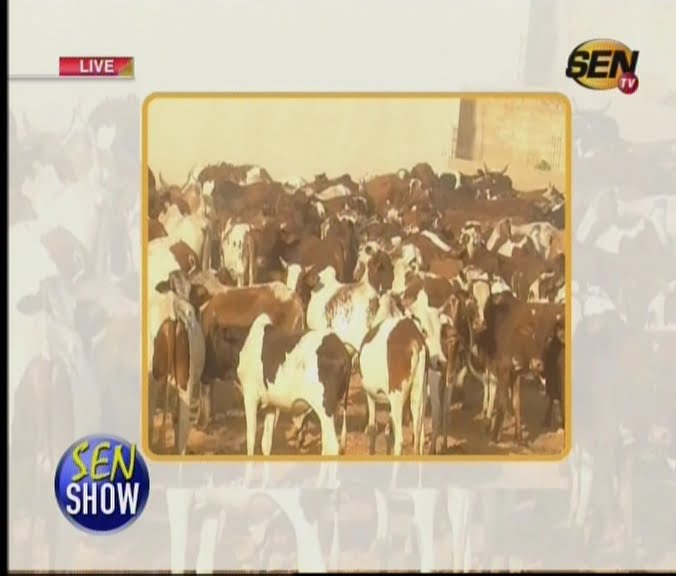 Vidéo: Les boeufs de Cheikh Amar à Touba…Regardez