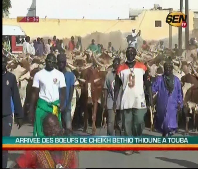 Vidéo: Regardez l’impressionnante arrivée des bœufs de Cheikh Béthio Thioune à Touba