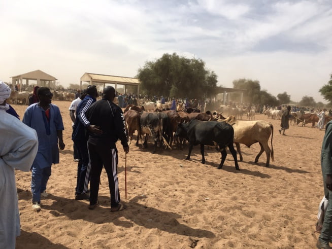 Vidéo: Aziz Ndiaye offre des bœufs aux chefs religieux de la ville sainte de Tivaoune. Regardez