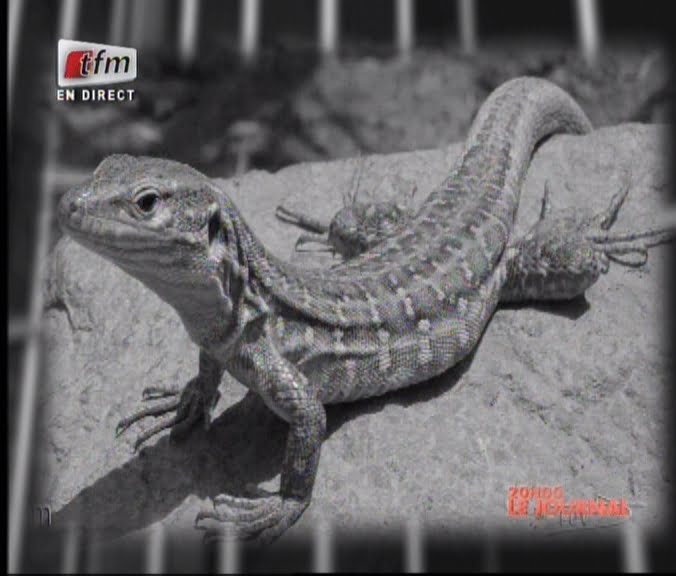 Video: 7 choses que vous ne savez pas sur Boy Djiné, Regardez