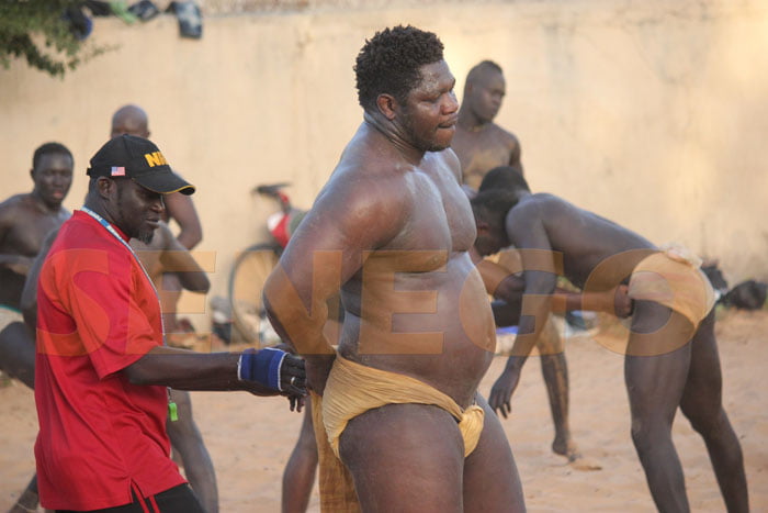 Lutte – Tapha Tine: Un Géant au Zest de Doudou Baka et Daouda Fall