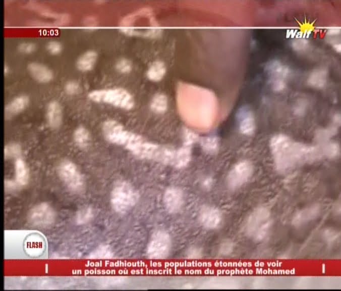Video. Le nom du Prophète Mohammed (Psl) et des signes coraniques découverts sur un poisson