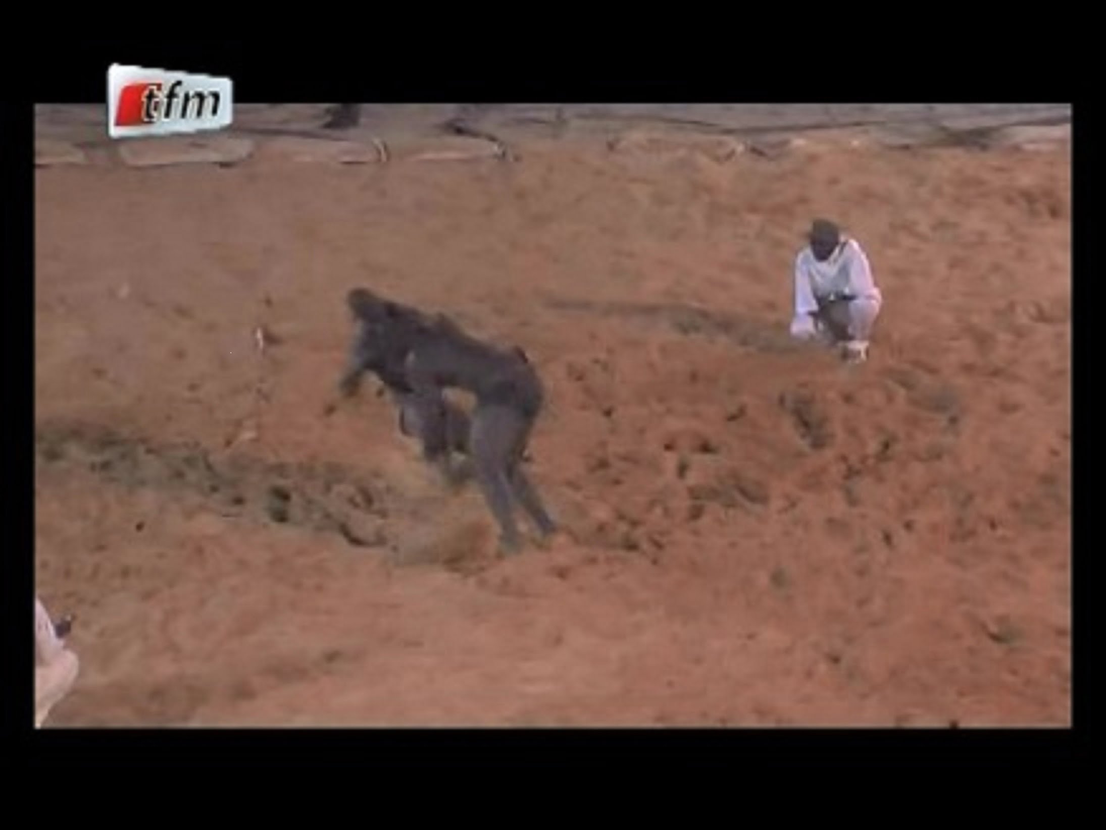 Vidéo- Combat de lutte : Gris 2 bat Ablaye Ndiaye