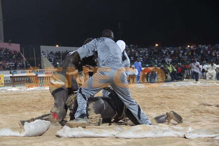 Boy Niang Bat Garga Mbosse (14)