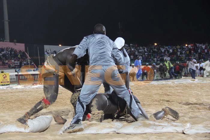 Boy Niang Bat Garga Mbosse (15)