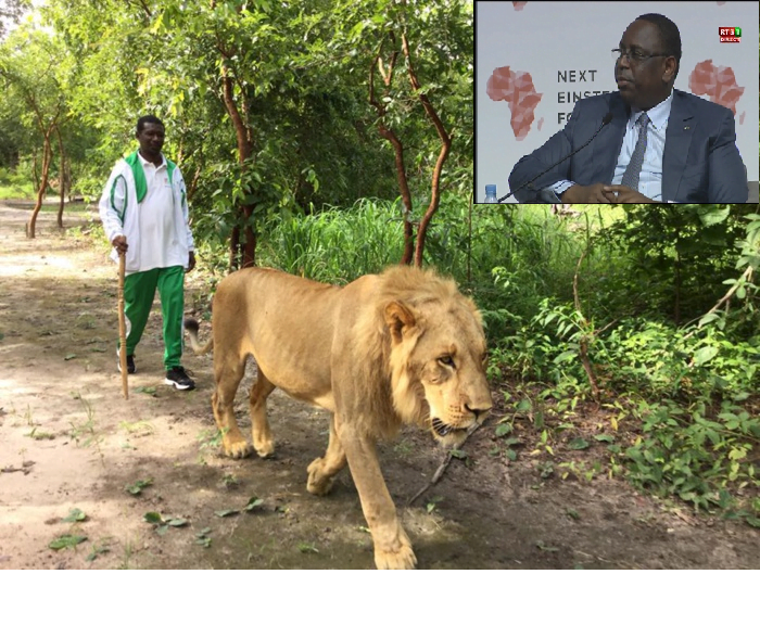 Vidéo- Quand Macky Sall chambre Mary Teuw Niane :  » Je l’ai vu se promener avec des Lions… »