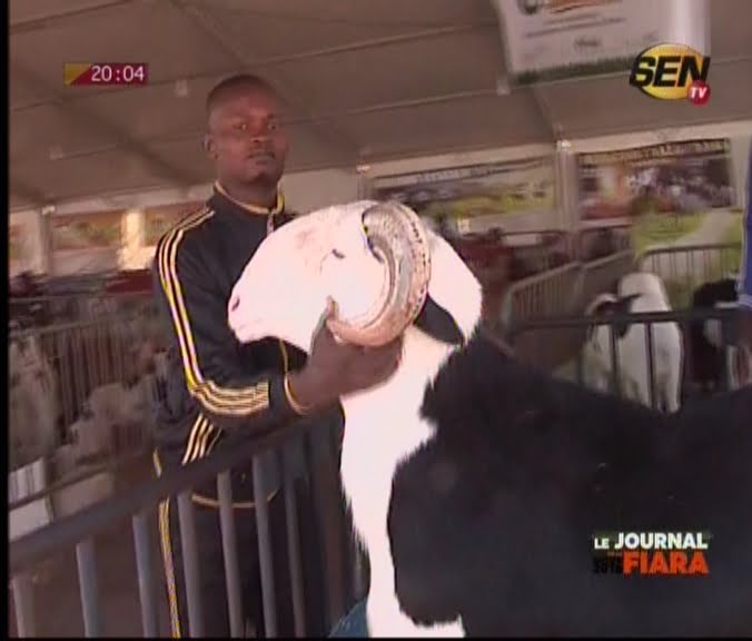 Vidéo: Il vend son bélier à plus de 50 millions, « pas de wakhalé »