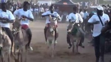 Vidéo: Course de «mbam» du 3 avril à Thiès…Regardez:
