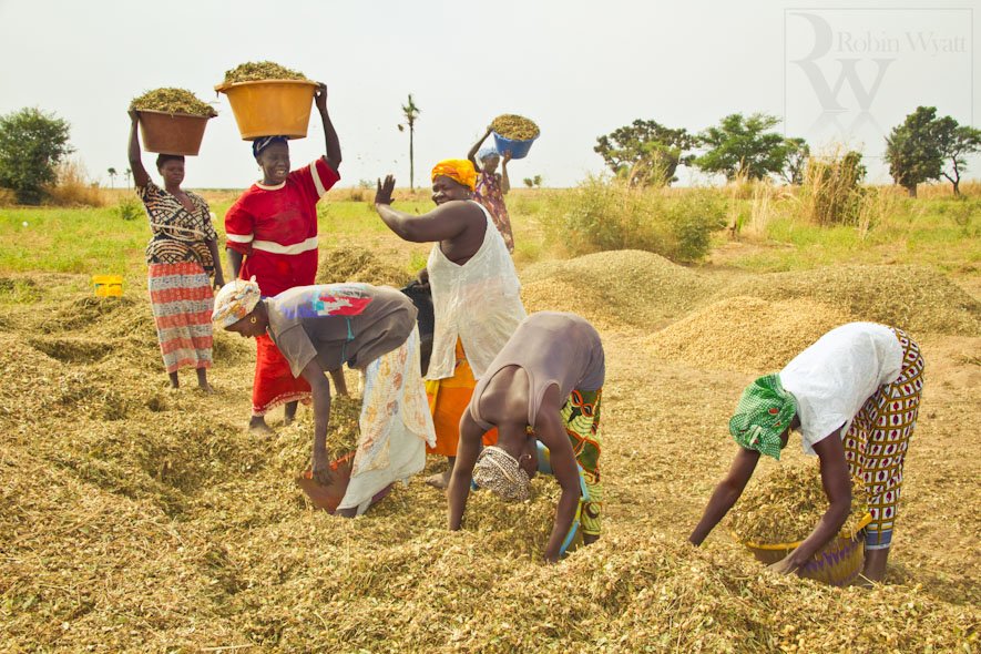 Autosuffisance en riz, une utopie selon les producteurs: Réaction de Iba SALL, Pdg de CNT