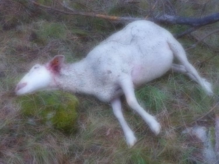 Audio: Il égorge le mouton mort et tente d’écouler la viande à la dibiterie