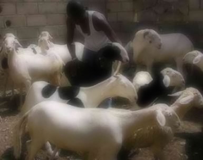 Audio: Ce que les voleurs de moutons font à Guinaw Raw est incroyable, écoutez