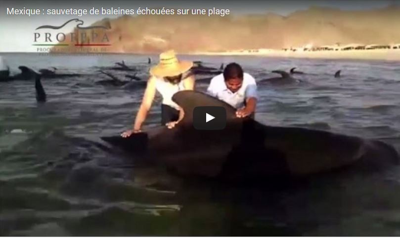 Vidéo : Sauvetage de baleines échouées sur une plage au Mexique