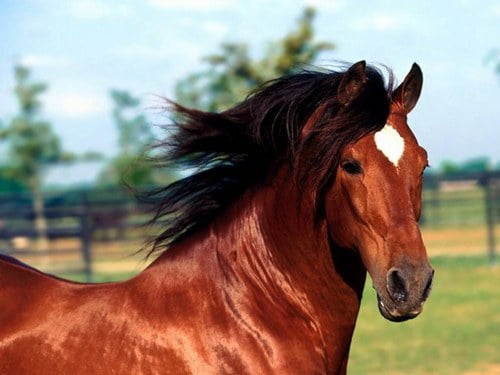 Deux individus surpris en train de dépecer un cheval au Technopole