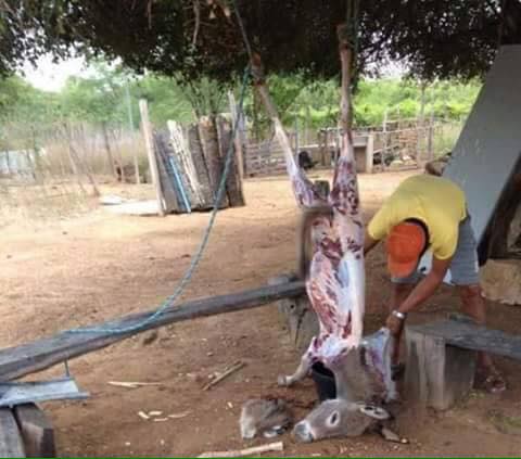 Deux chinois arrêtés en possession de viande d’âne